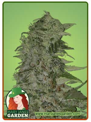 Diamond Girl Strain Feminized Marijuana Seeds