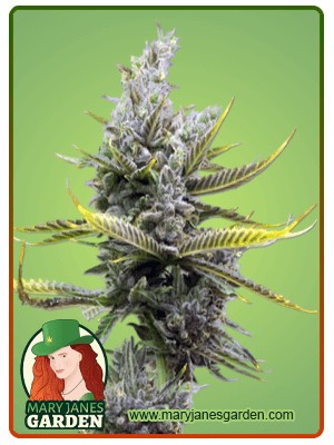 Magnum Strain Autoflowering Feminized Marijuana Seeds