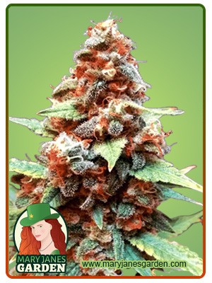 Gorilla Lemon Fire Strain Feminized Marijuana Seeds