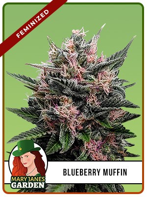 Blueberry Muffin Strain Feminized Marijuana Seeds