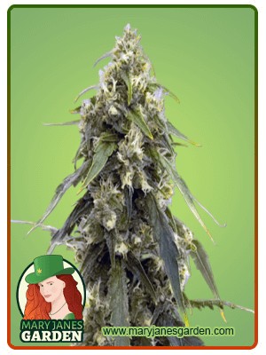 Tangerine Strain Autoflowering Feminized Marijuana Seeds