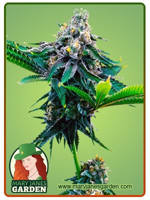 Blue Amnesia Strain Autoflowering Feminized Marijuana Seeds