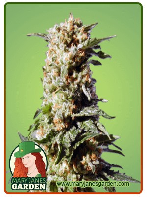 Kosher Kush Feminized Marijuana Seeds