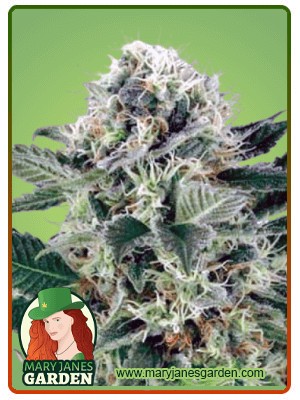 Northern Lights Strain Feminized Marijuana Seeds
