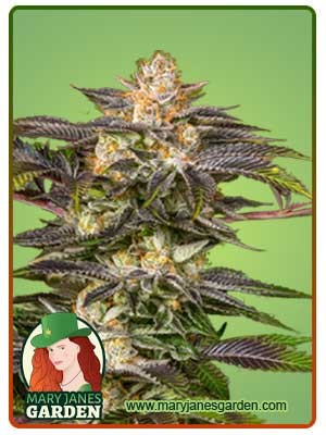Fucking Incredible Strain Feminized Marijuana Seeds