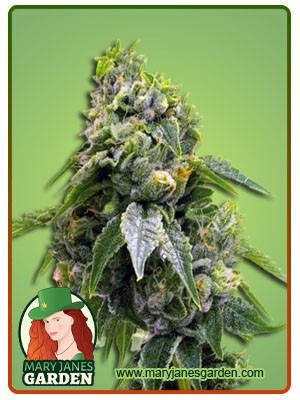 Gorilla Chip Strain Feminized Marijuana Seeds
