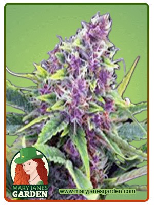 Ultra Violet OG Strain Feminized Marijuana Seeds