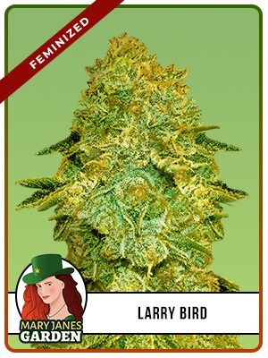 Larry Bird Strain Feminized Marijuana Seeds