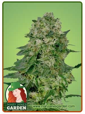 Flower Bomb Kush Feminized Marijuana Seeds
