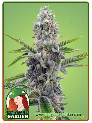 American Haze / California Haze Feminized Marijuana Seeds