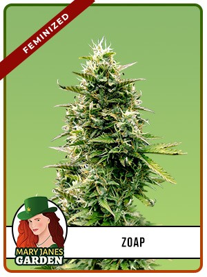 Zoap Strain Feminized Marijuana Seeds