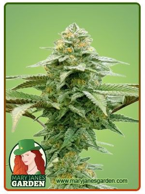 White Runtz Autoflowering Marijuana Seeds