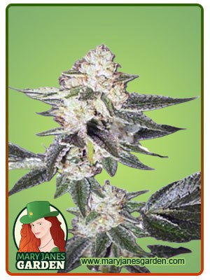 King Louis XIII Strain Autoflowering Feminized Marijuana Seeds