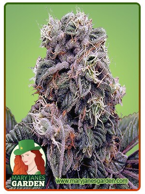 Blackberry Kush Feminized Marijuana Seeds