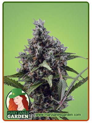 Aloha Strain Autoflowering Feminized Marijuana Seeds