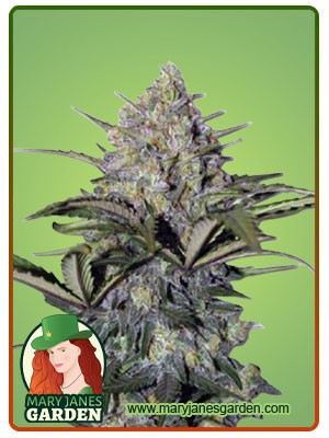 Skunk Glue Strain Feminized Marijuana Seeds