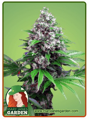 Killer Strain Feminized Marijuana Seeds