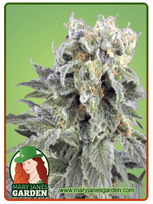 OG Kush Autoflowering Feminized Marijuana Seeds