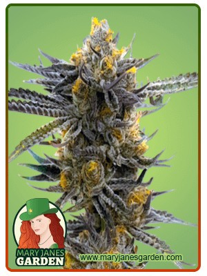 Haze XL Autoflowering Feminized Marijuana Seeds
