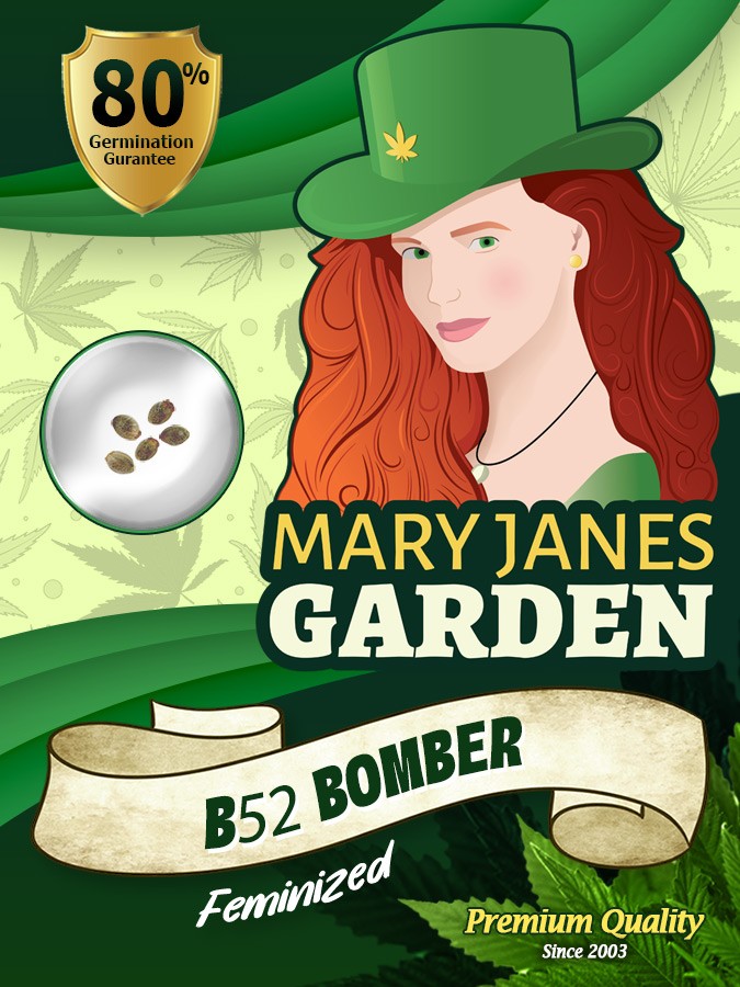 B52 bomber Strain Feminized Marijuana Seeds