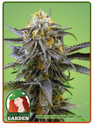 Grandaddy Bruce Strain Feminized Marijuana Seeds