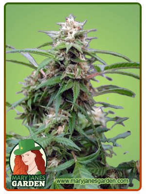White Rhino Strain Feminized Marijuana Seeds