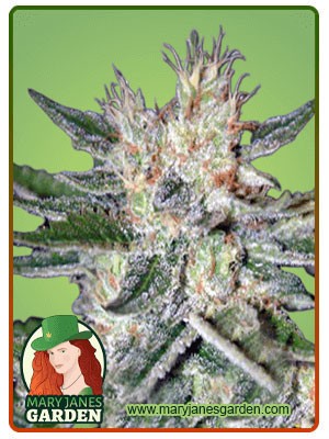 Sugar Black Rose Strain Feminized Marijuana Seeds