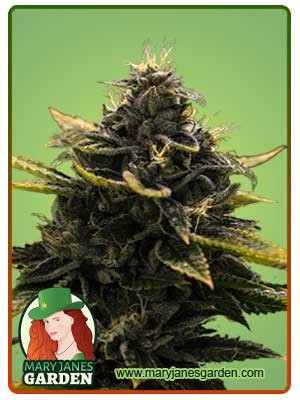 Black Widow Strain Autoflowering Feminized Marijuana Seeds