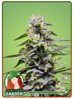 King’s Bread Strain Autoflowering Feminized Marijuana Seeds