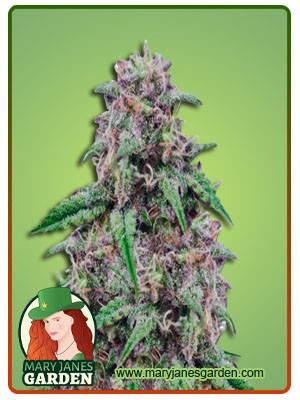Salted Caramel Strain Feminized Marijuana Seeds