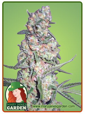 Galaxy Strain Autoflowering Feminized Marijuana Seeds