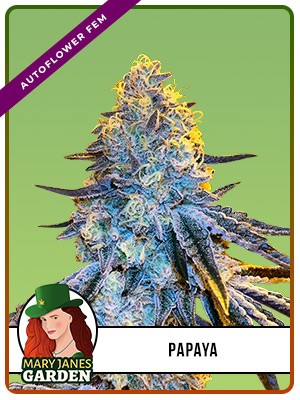 Papaya Strain Autoflowering Feminized Marijuana Seeds