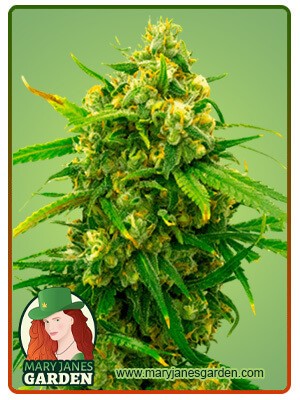 Critical Strain Autoflowering Feminized Marijuana Seeds