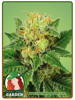Northern Lights Strain Autoflowering Feminized Marijuana Seeds