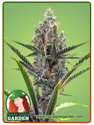 Gelato Strain Autoflowering Feminized Marijuana Seeds