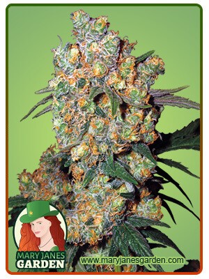 Big Bud Strain Feminized Marijuana Seeds