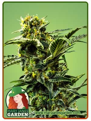 Early Girl Strain Feminized Marijuana Seeds