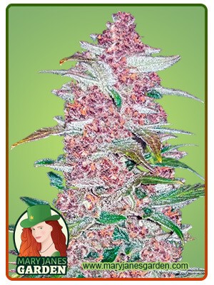 Blackberry Strain Autoflowering Feminized Marijuana Seeds