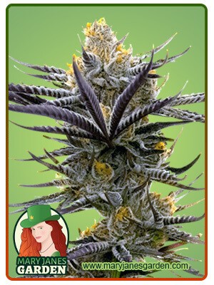 Blueberry Badazz OG Strain Feminized Marijuana Seeds