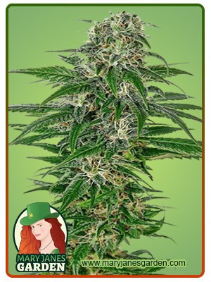 Early Skunk Strain Feminized Marijuana Seeds