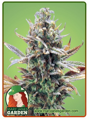 Super Critical Strain Feminized Marijuana Seeds