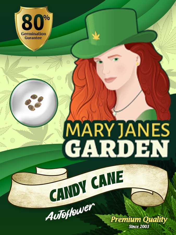 Candy Cane Strain Autoflowering Feminized Marijuana Seeds