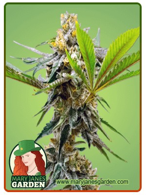 Sweeth Island Strain Feminized Marijuana Seeds
