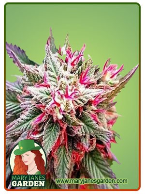 Rose Queen Strain Feminized Marijuana Seeds