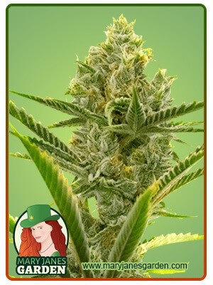 Critical 2.0 Strain Feminized Marijuana Seeds