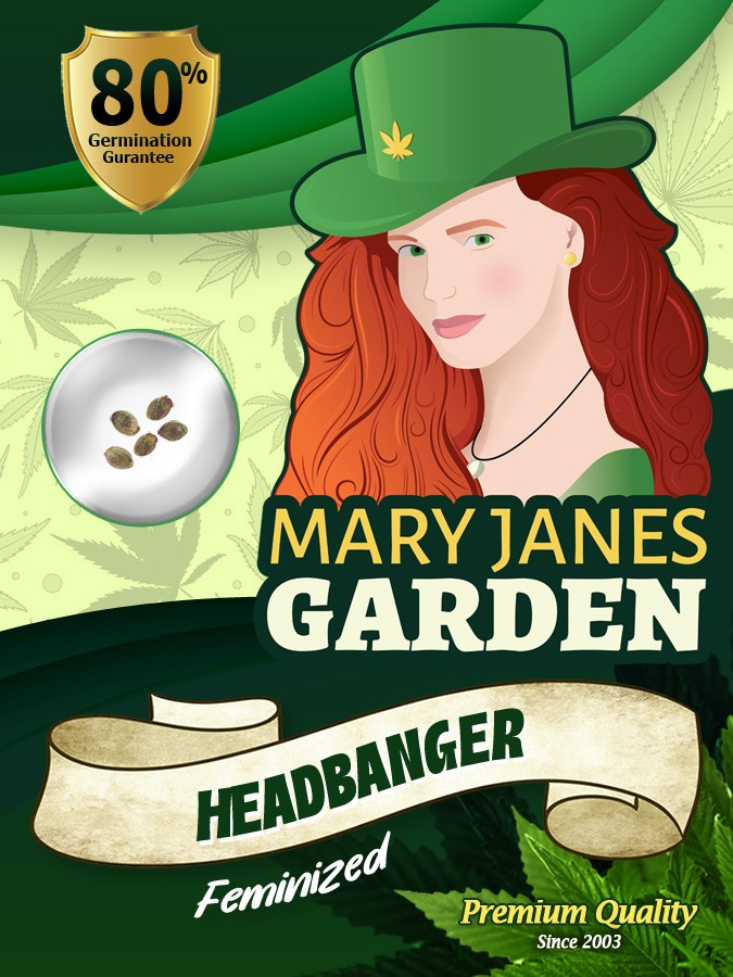 Headbanger Strain Feminized Marijuana Seeds