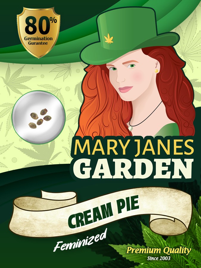 Cream Pie Strain Feminized Marijuana Seeds