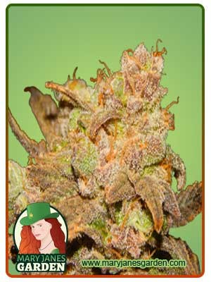 Wembley Strain Autoflowering Feminized Marijuana Seeds