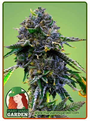 Lemon Haze Autoflowering Feminized Marijuana Seeds