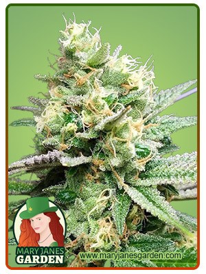 Hilly Billy Jean Strain Feminized Marijuana Seeds